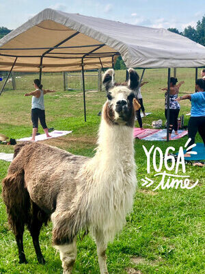 Llamaste Yoga & Lavender Loofahs