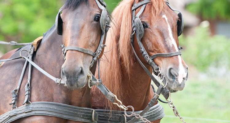 Hudson Valley Draft Horse Association Spring Plow