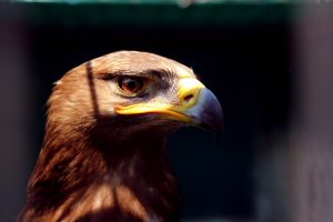 Falconry Excursions