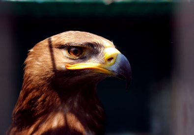 FALCONRY EXCURSIONS