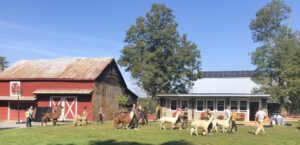 Clover Brooke Farm