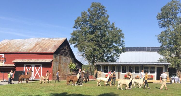 Alpaca Walk & Photo Shoot at Clover Brooke Farm