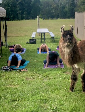 Llamaste Yoga & Lavendar Loofahs