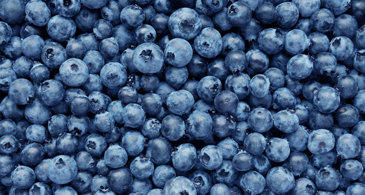 Blueberry Festival