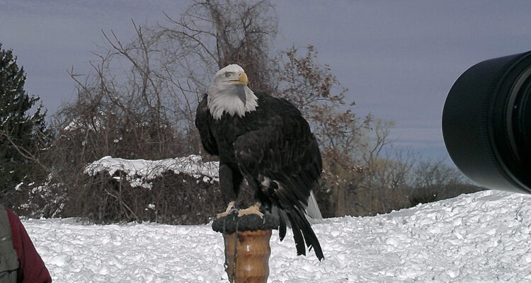 Teatown Hudson River EagleFest