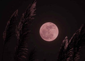 Flower Moon