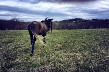 Ivy Rock Farm