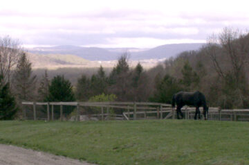 Enjoying the View at Inner Circle Farm