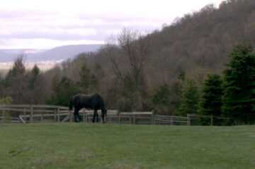 Enjoying the View at Inner Circle Farm